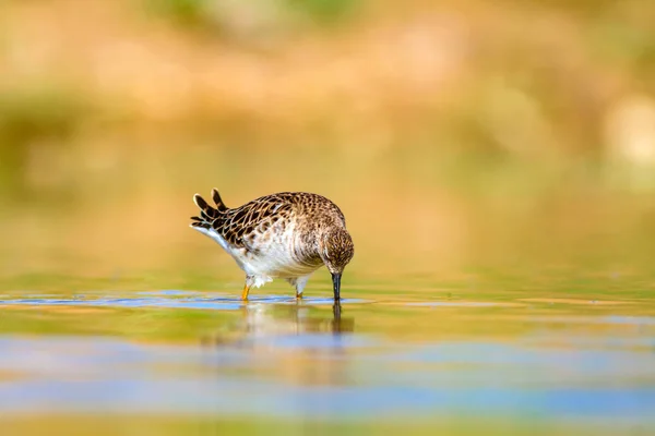 Uccello Acquatico Habitat Delle Zone Umide Sfondo — Foto Stock