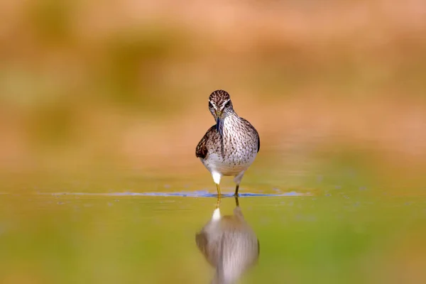 Sevimli Kuşu Wood Sandpiper Doğa Arka Plan Kuş Tringa Parlama — Stok fotoğraf