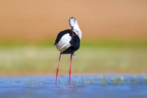 Gemensam Vatten Fågel Naturlig Bakgrund Fågel Svart Bevingade Stylta Mer — Stockfoto