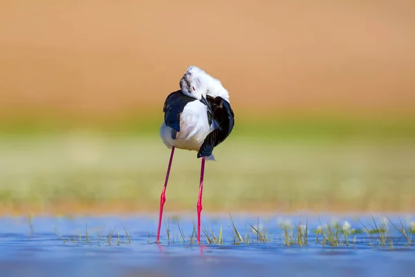Pájaro Acuático Común Fondo Natural Bird Black Winged Stilt Inglés —  Fotos de Stock