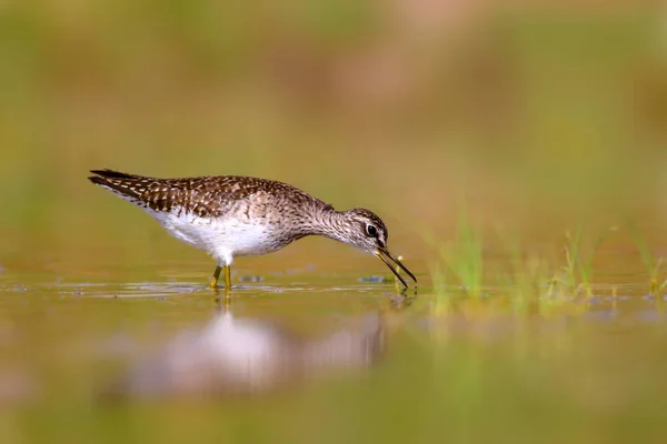 Bécasseau Bois Oiseau Eau Mignon Arrière Plan Nature Aquatique Oiseau — Photo