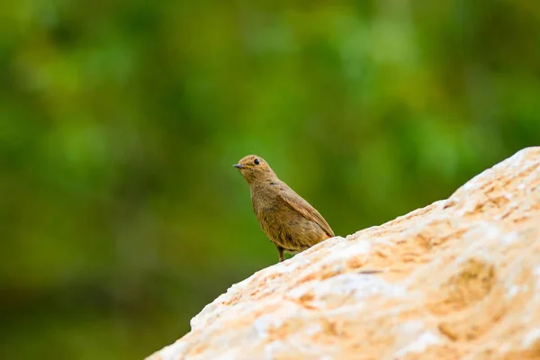 Des Oiseaux Nature Oiseaux Habitat Naturel — Photo