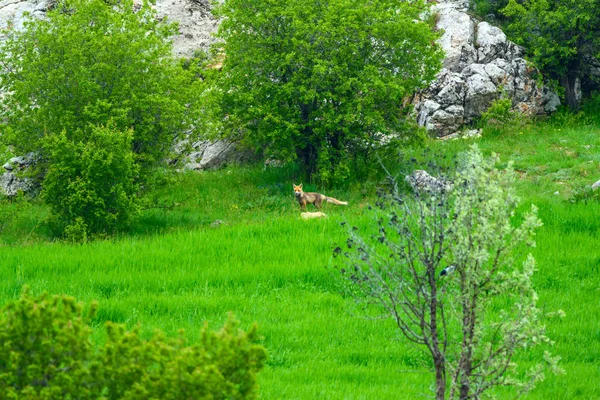 Natureza Verde Raposa Fundo Natureza Verde Ancara Turquia — Fotografia de Stock