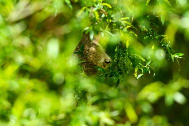 Sevimli kuş ve yuva. Yeşil doğal arka plan. Sıradan bir kuş. Avrasya Penduline Tit. Remiz pendulinus. 