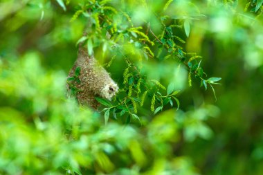 Sevimli kuş ve yuva. Yeşil doğal arka plan. Sıradan bir kuş. Avrasya Penduline Tit. Remiz pendulinus. 