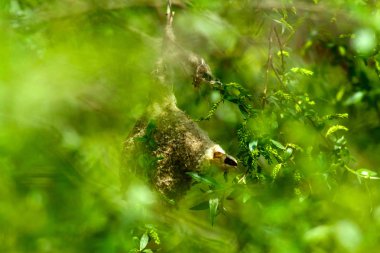 Sevimli kuş ve yuva. Yeşil doğal arka plan. Sıradan bir kuş. Avrasya Penduline Tit. Remiz pendulinus. 