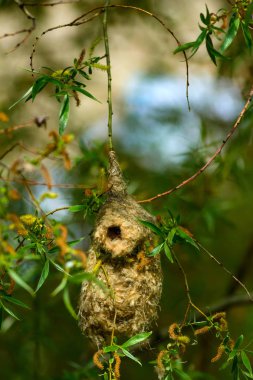 Sevimli kuş ve yuva. Yeşil doğal arka plan. Sıradan bir kuş. Avrasya Penduline Tit. Remiz pendulinus. 