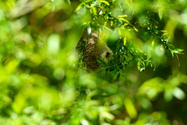Sevimli kuş ve yuva. Yeşil doğal arka plan. Sıradan bir kuş. Avrasya Penduline Tit. Remiz pendulinus. 