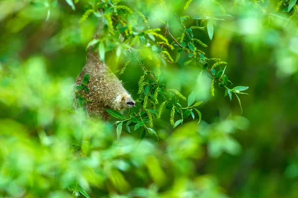 Sevimli kuş ve yuva. Yeşil doğal arka plan. Sıradan bir kuş. Avrasya Penduline Tit. Remiz pendulinus. 