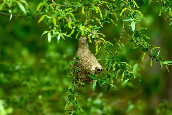 Sevimli kuş ve yuva. Yeşil doğal arka plan. Sıradan bir kuş. Avrasya Penduline Tit. Remiz pendulinus. 
