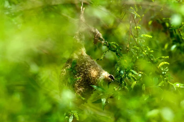 Sevimli kuş ve yuva. Yeşil doğal arka plan. Sıradan bir kuş. Avrasya Penduline Tit. Remiz pendulinus. 