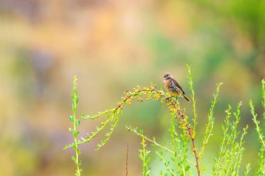 Kuşlar. Doğa ve kuşlar Doğal habitat arka plan. 