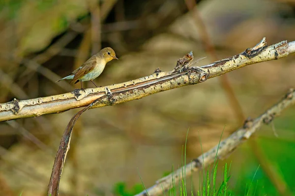 Ptaki Przyroda Ptaki Tło Siedlisk Przyrodniczych — Zdjęcie stockowe