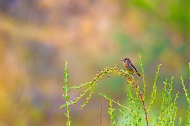 Yeşil doğa arka plan ve sevimli kuş Stonechat. 