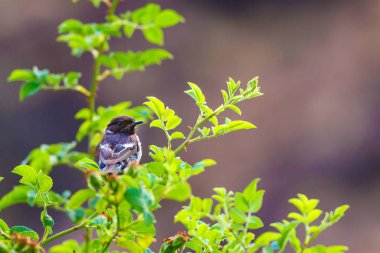Yeşil doğa arka plan ve sevimli kuş Stonechat. 