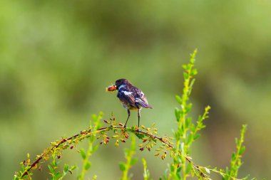 Yeşil doğa arka plan ve sevimli kuş Stonechat. 
