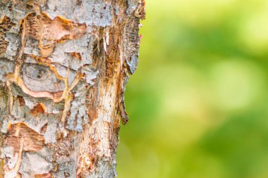 Ağaç gövdesi. Yeşil doğa arka planı.