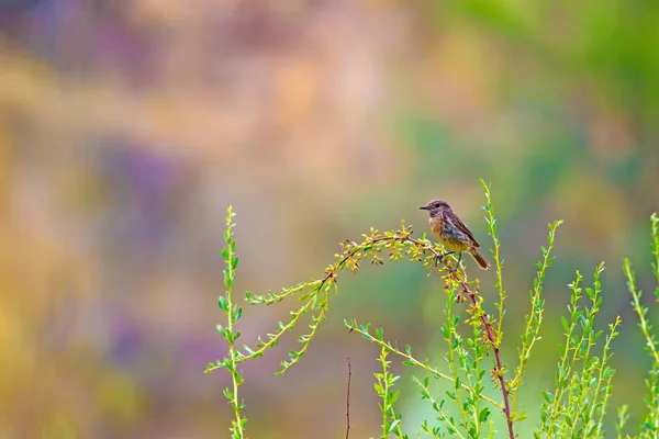Зелений Фон Природи Милий Птах Stonechat — стокове фото
