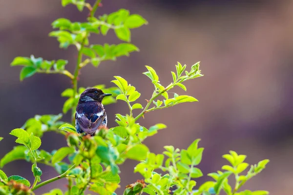 Yeşil Doğa Arka Plan Sevimli Kuş Stonechat — Stok fotoğraf