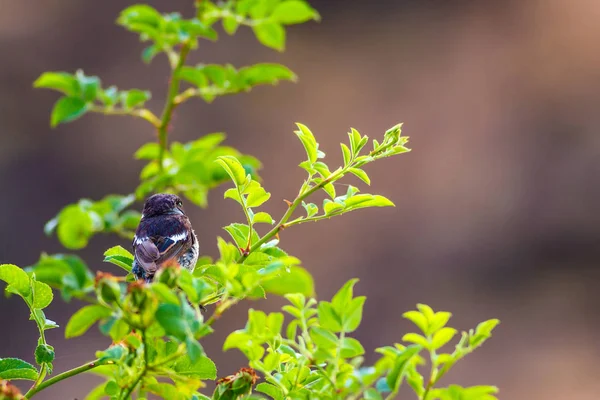 Yeşil Doğa Arka Plan Sevimli Kuş Stonechat — Stok fotoğraf