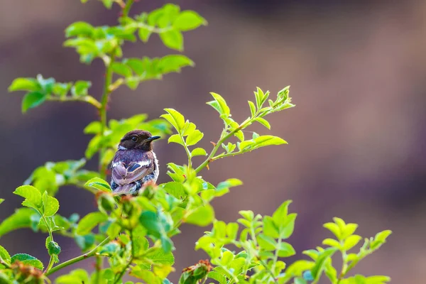 Green nature background and cute bird Stonechat.