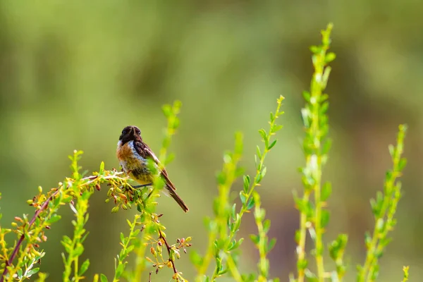 Зеленый Фон Природы Милая Птица Stonechat — стоковое фото