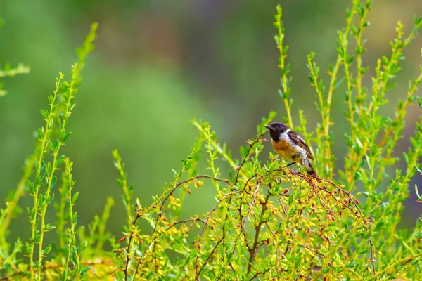 Zielona Natura Tło Ładny Ptak Stonechat — Zdjęcie stockowe