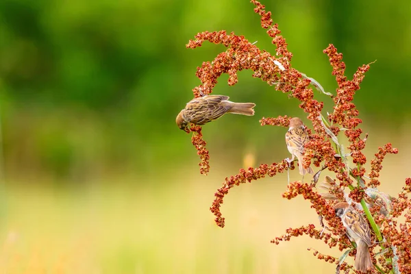 Söt Fågel Sparv Röda Grenar Grön Natur Bakgrund — Stockfoto