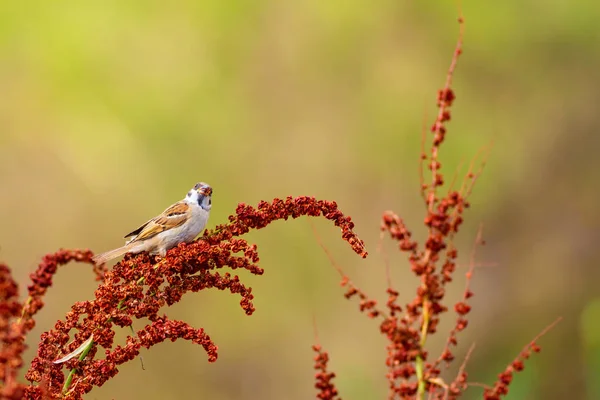 可爱的鸟麻雀 红色树枝 绿色自然背景 — 图库照片