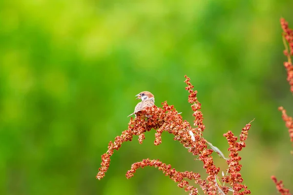 Милий Пташиний Горобчик Червоні Гілки Зелений Фон Природи — стокове фото