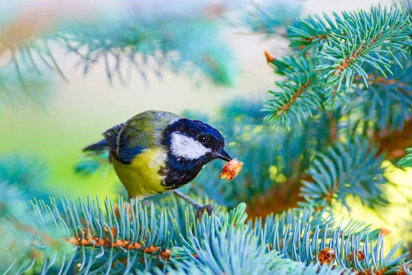 Vogels Natuur Vogels Natuurlijke Habitat Achtergrond — Stockfoto