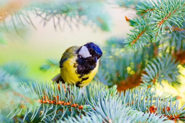 Vogels Natuur Vogels Natuurlijke Habitat Achtergrond — Stockfoto