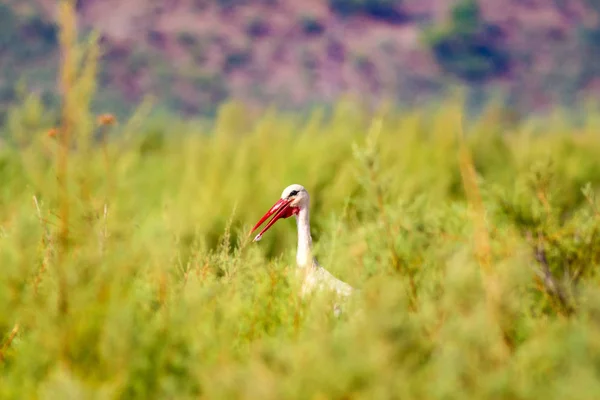 Stork Natur Bakgrund Fågel Vit Stork Ciconia Ciconia — Stockfoto