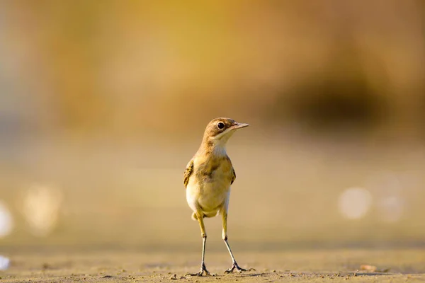 Птахи Природа Птахи Натуральне Середовище Проживання Фон — стокове фото