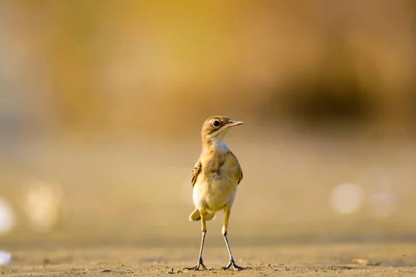 Des Oiseaux Nature Oiseaux Habitat Naturel — Photo