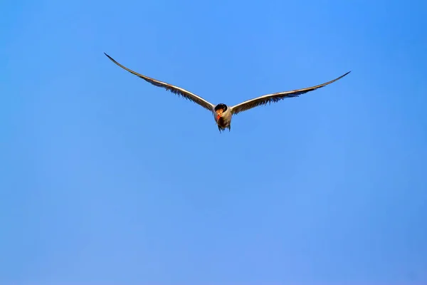 Flygande Fågel Blå Himmel Bakgrund — Stockfoto