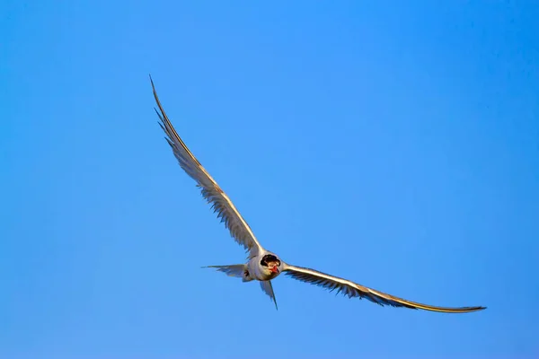 Vliegende Vogel Blauwe Hemel Achtergrond — Stockfoto