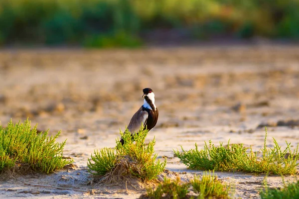 Cute bird Spur winged Lapwing. Green nature background.