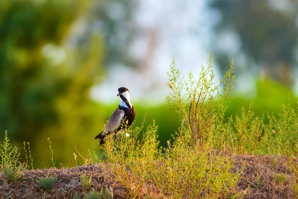 Lindo Pájaro Spur Alado Lapwing Fondo Naturaleza Verde —  Fotos de Stock