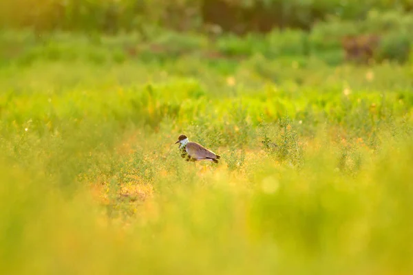 かわいい鳥スパー翼ラップウィング 緑の自然の背景 — ストック写真