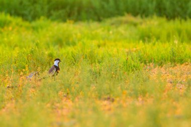 Sevimli kuş Spur Kanatlı Lapwing. Yeşil doğa arka planı. 
