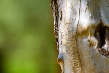 Ağaç gövdesi. Yeşil doğa arka planı.