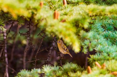 Sevimli kuş. Goldcrest' e. Yeşilçam ağacı arka plan.