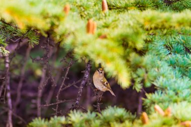 Sevimli kuş. Goldcrest' e. Yeşilçam ağacı arka plan.