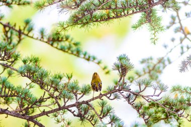 Sevimli kuş. Goldcrest' e. Yeşilçam ağacı arka plan.