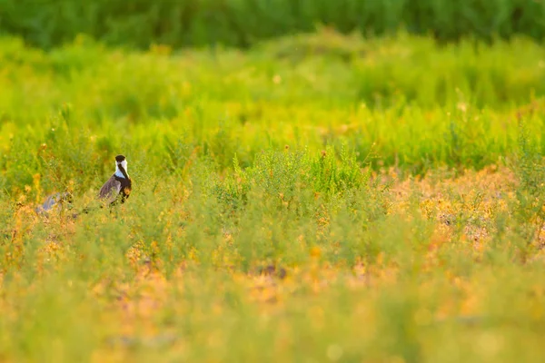 Sevimli Kuş Spur Kanatlı Lapwing Yeşil Doğa Arka Planı — Stok fotoğraf