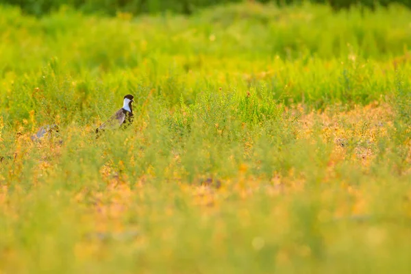 Pássaro Bonito Spur Asa Lapwing Fundo Natureza Verde — Fotografia de Stock