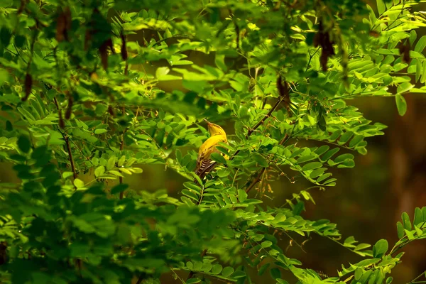 Ładny Ptak Las Naturalne Tło Złoty Oriole Eurasian — Zdjęcie stockowe