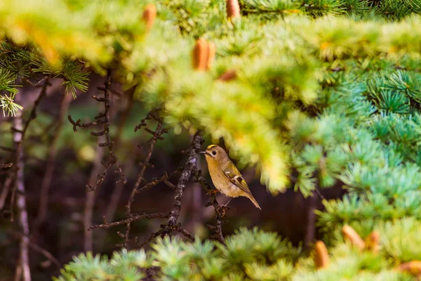 Pássaro Giro Goldcrest Pinheiro Verde Fundo — Fotografia de Stock