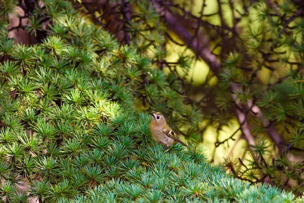 可爱的鸟 戈德克雷斯特绿松树背景 — 图库照片